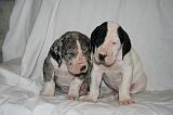 DOGUE ALLEMAND 721